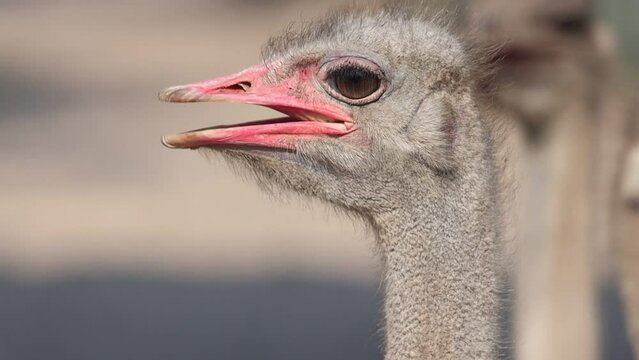 ostrich close-up, opened his mouth from the heat