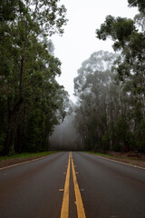 Nebel auf einer Straße im Wald. Mystische Stimmung