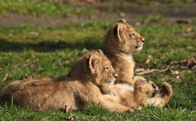 Discover amazing animals – from fluffy pets to wild wonders – all captured in their cutest and most majestic moments.