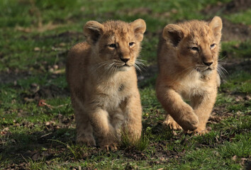 Obraz premium Discover amazing animals – from fluffy pets to wild wonders – all captured in their cutest and most majestic moments.