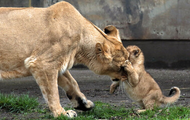 Discover amazing animals &ndash; from fluffy pets to wild wonders &ndash; all captured in their cutest and most majestic moments.