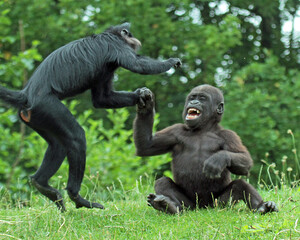 Discover amazing animals &ndash; from fluffy pets to wild wonders &ndash; all captured in their cutest and most majestic moments.