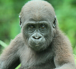 Obraz premium Discover amazing animals – from fluffy pets to wild wonders – all captured in their cutest and most majestic moments.