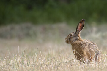Hare in a freshly mown field