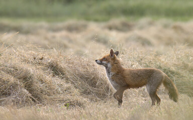 Fox exploring a freshly mown field