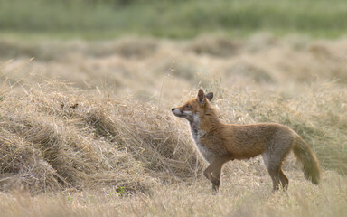 Naklejka na ściany i meble Fox exploring a freshly mown field
