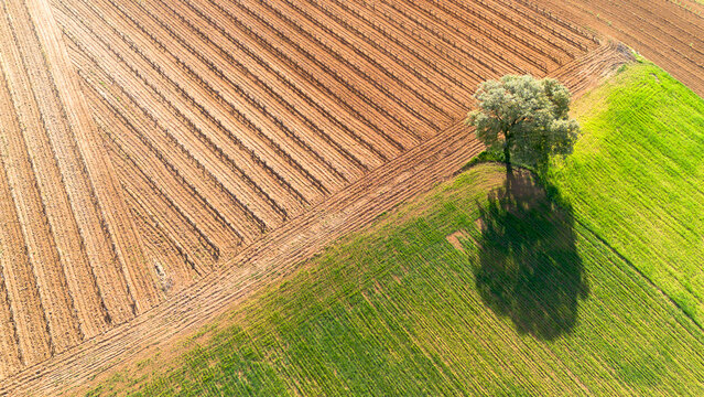 Aerial view of vineyards in early spring in the province of Valladolid in the Ribera del Duero appellation of origin area in Spain
