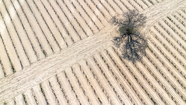 Aerial view of vineyards in early spring in the province of Valladolid in the Ribera del Duero appellation of origin area in Spain