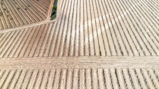 Aerial view of vineyards in early spring in the province of Valladolid in the Ribera del Duero appellation of origin area in Spain