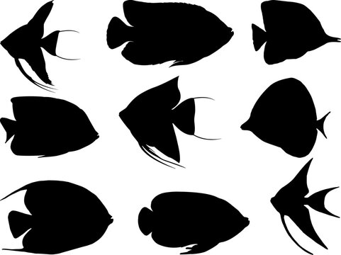 Set of Anglefish Silhouette