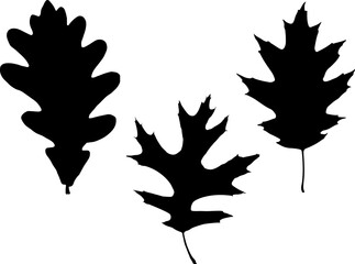 Set of Oak Leaf Silhouette