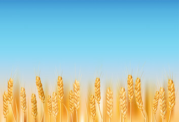 Golden wheat field in the Ukrainian countryside. Ideal for agriculture, farming, and nature themed designs. Illustration of ripe cereal crops under a blue sky. Realistic drawing with organic farming ©  Tati. Dsgn