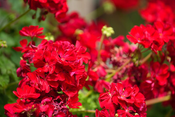 flowers in pots. detail. photo during the day.