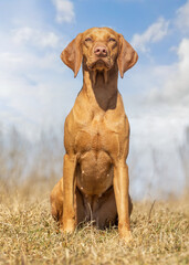 hungarian vizsla