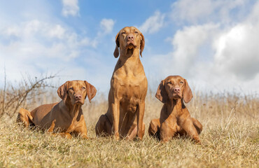 hungarian vizsla