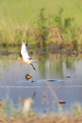 Asiatic Dowitcher (Limnodromus semipalmatus) in Japan