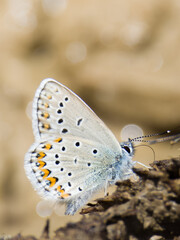 Common blue butterfly in French Alps