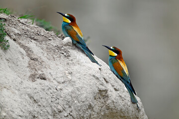 European bee-eater // Bienenfresser (Merops apiaster) - Greece
