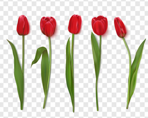 Realistic vector tulips are set on a transparent background.Vector illustration