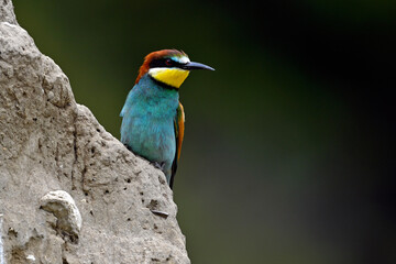 European bee-eater // Bienenfresser (Merops apiaster) - Greece