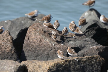 Little stint (Calidris minuta) in Japan