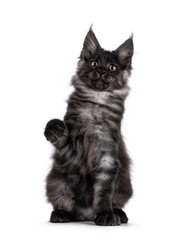 Adorable impresive black smoke Maine Coon cat kitten, sitting up facing front with one paw lifted...