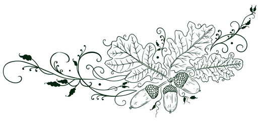 Eichenblätter mit Eicheln. Vektor Ranke mit Blättern Laub und Früchten. © christine krahl