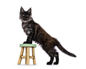 Adorable impresive black smoke Maine Coon cat kitten, standing side ways with front paws on little stool. Looking away from camera. Isolated on a white background.