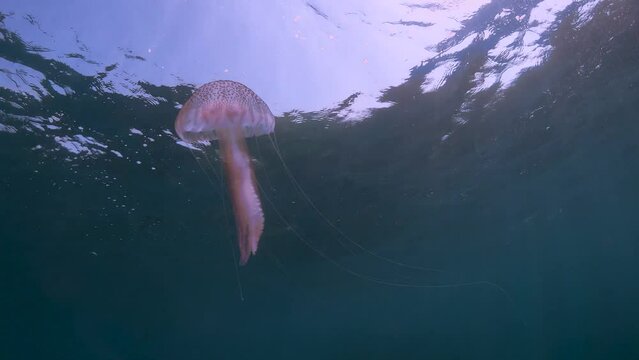 Stinging jelly fish (pelagia noctiluca) moving in the blue in the Mediterranean sea. Sun rays flicking in the background