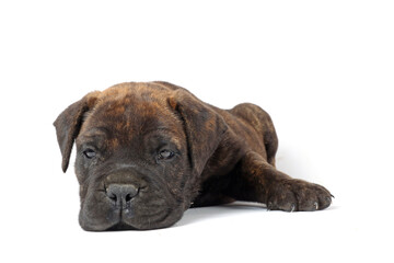 lying puppy bullmastiff isolated on white background