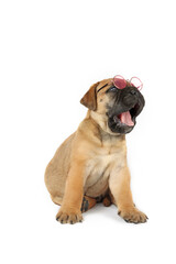 Obraz premium funny bullmastiff puppy sitting with sunglasses on white background 