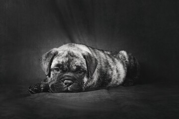 puppy bullmastiff on black and white in studio shot 