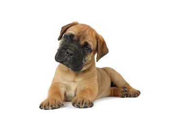Obraz premium lying puppy bullmastiff isolated on white background
