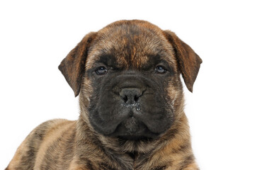 portrait of bullmastiff puppy on studio 