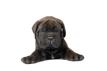 Obraz premium lying puppy bullmastiff isolated on white background