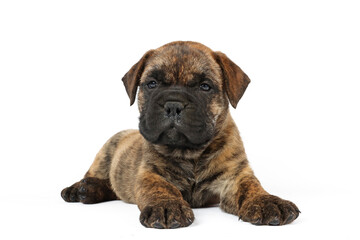 lying puppy bullmastiff isolated on white background