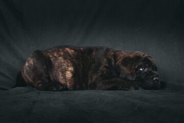 lying puppy bullmastiff isolated on white background