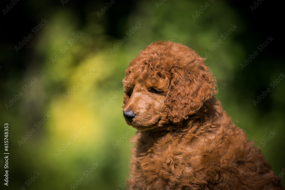 Poster beautiful red poodle in the colorful background. dog in action. standart poodle outside