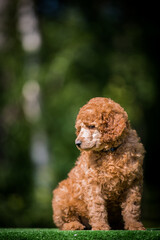 Beautiful red poodle in the colorful background. Dog in action. standart poodle outside	
