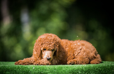 Beautiful red poodle in the colorful background. Dog in action. standart poodle outside	