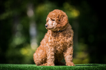 Beautiful red poodle in the colorful background. Dog in action. Toy poodle outside	
