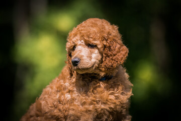 Beautiful red poodle in the colorful background. Dog in action. standart poodle outside	
