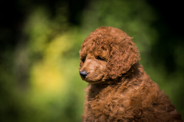 Beautiful red poodle in the colorful background. Dog in action. standart poodle outside	
