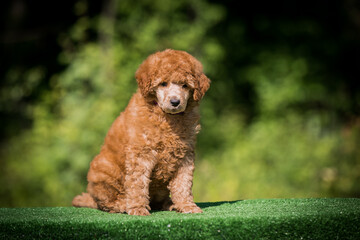 Beautiful red poodle in the colorful background. Dog in action. standart poodle outside	
