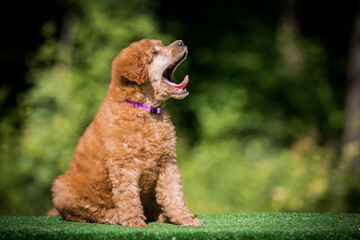 Beautiful red poodle in the colorful background. Dog in action. Toy poodle outside	
