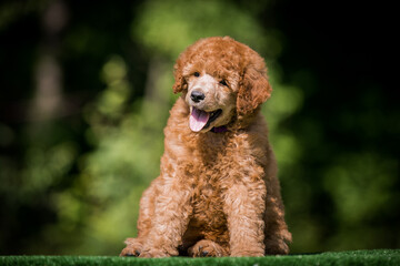 Beautiful red poodle in the colorful background. Dog in action. Toy poodle outside	
