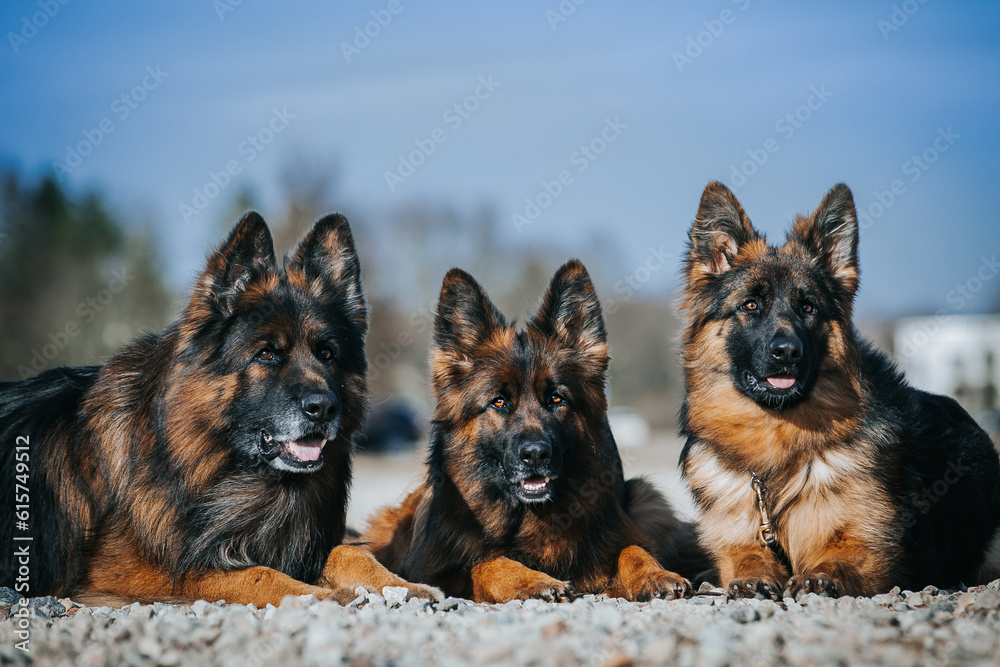 Poster German shepherd longhaired dog posing outside. Show dog in beautiful park