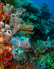 Coral reef South Pacific, Bali