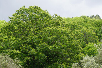 Portuguese chestnut tree in bloom on the mountain
