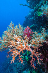 Naklejka na ściany i meble Coral reef South Pacific, Bali
